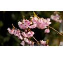 PRUNUS 'Accolade' - Printemps