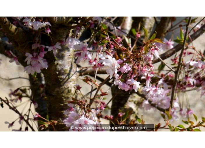 PRUNUS subhirtella 'Autumnalis Rosea' - Printemps