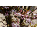 PRUNUS subhirtella 'Autumnalis Rosea' - Printemps