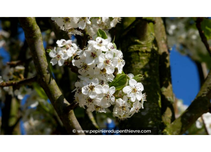 PYRUS calleryana 'Chanticleer'