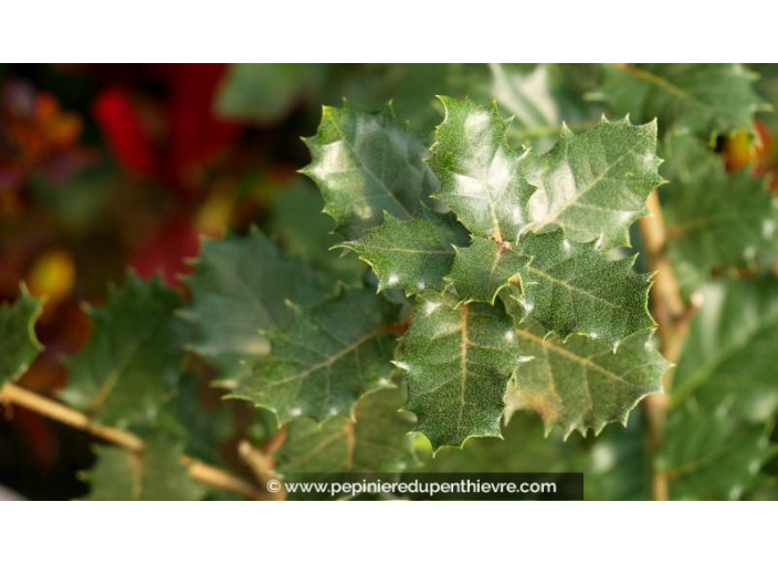 QUERCUS ilex - Printemps