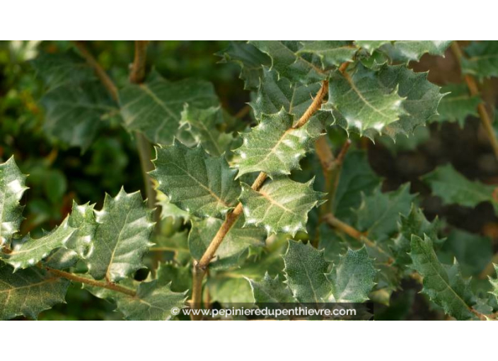 QUERCUS ilex - Printemps