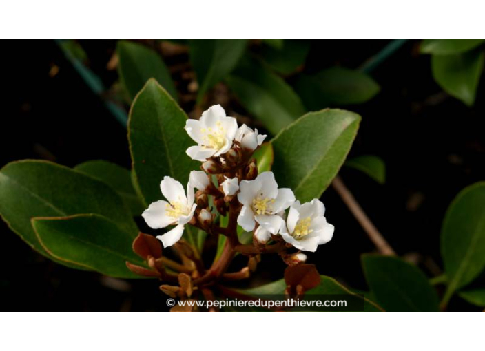 RHAPHIOLEPIS umbellata 'Ovata' - Printemps