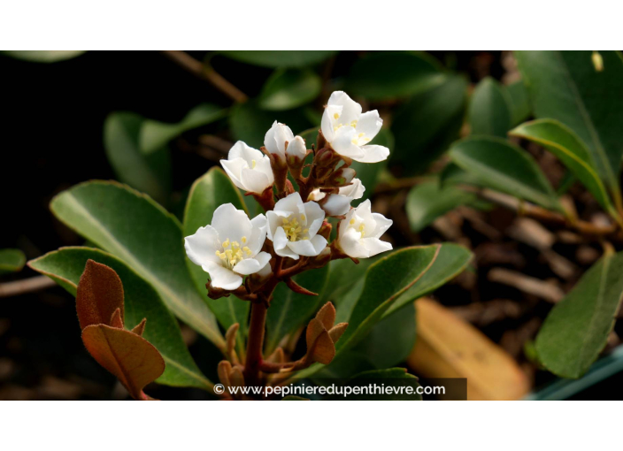 RHAPHIOLEPIS umbellata 'Ovata' - Printemps