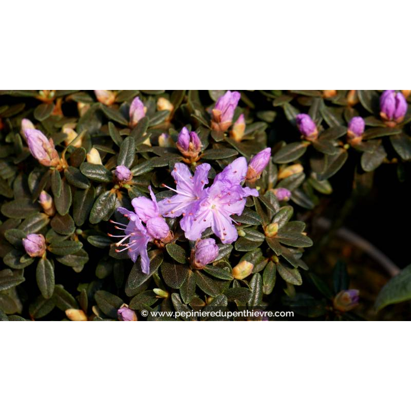 RHODODENDRON nain 'Impeditum' (violet) - Printemps