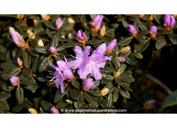 RHODODENDRON nain 'Impeditum' (violet) - Printemps