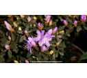 RHODODENDRON nain 'Impeditum' (violet) - Printemps RHODODENDRON nain 'Impeditum' (violet) - Printemps