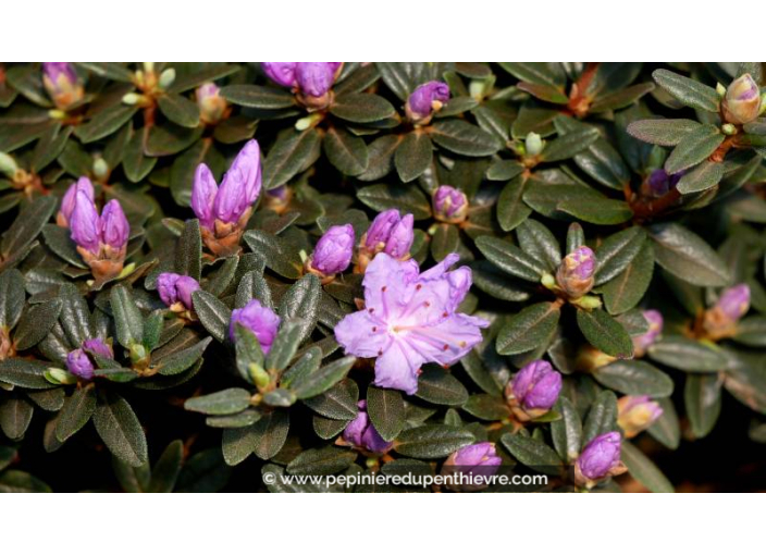RHODODENDRON nain 'Impeditum' (violet) - Printemps RHODODENDRON nain 'Impeditum' (violet) - Printemps