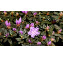 RHODODENDRON nain 'Impeditum' (violet) - Printemps RHODODENDRON nain 'Impeditum' (violet) - Printemps