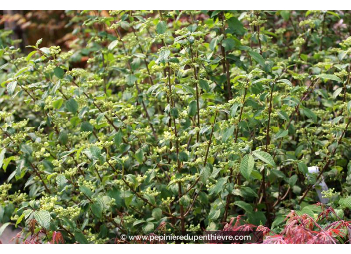 VIBURNUM plicatum mariesii 'Shasta' - Printemps