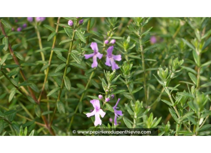 WESTRINGIA	fruticosa 'Blue Gem' - Printemps