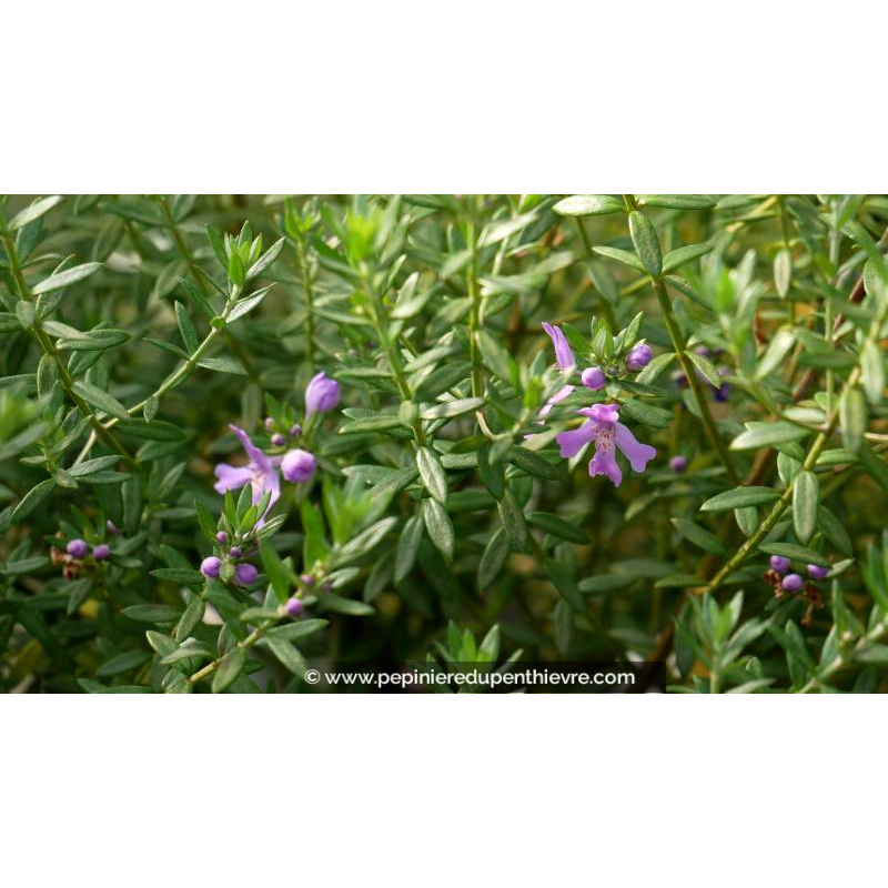 WESTRINGIA	fruticosa 'Blue Gem' - Printemps