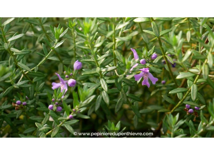 WESTRINGIA	fruticosa 'Blue Gem' - Printemps