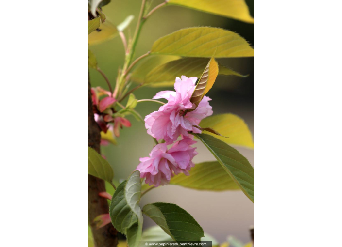 PRUNUS serrulata 'Kanzan' - Printemps