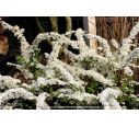 SPIRAEA cinerea 'Grefsheim' - Printemps