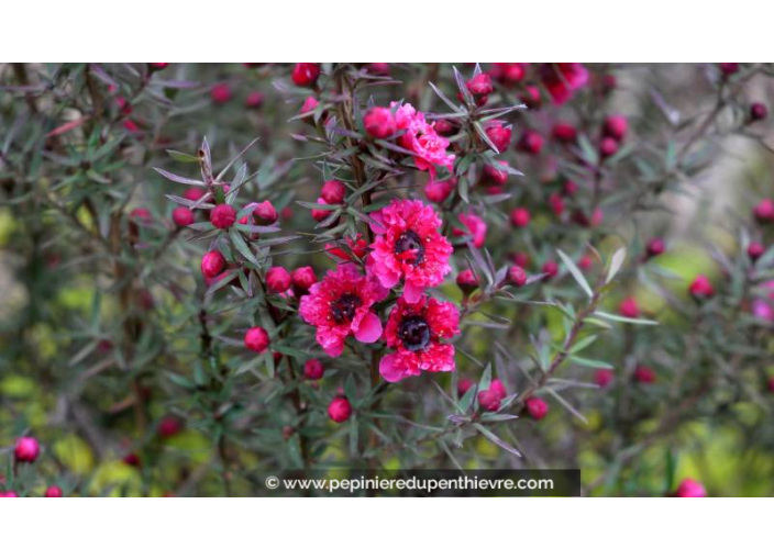 LEPTOSPERMUM scoparium 'Crimson Glory' - Printemps