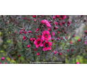 LEPTOSPERMUM scoparium 'Crimson Glory' - Printemps