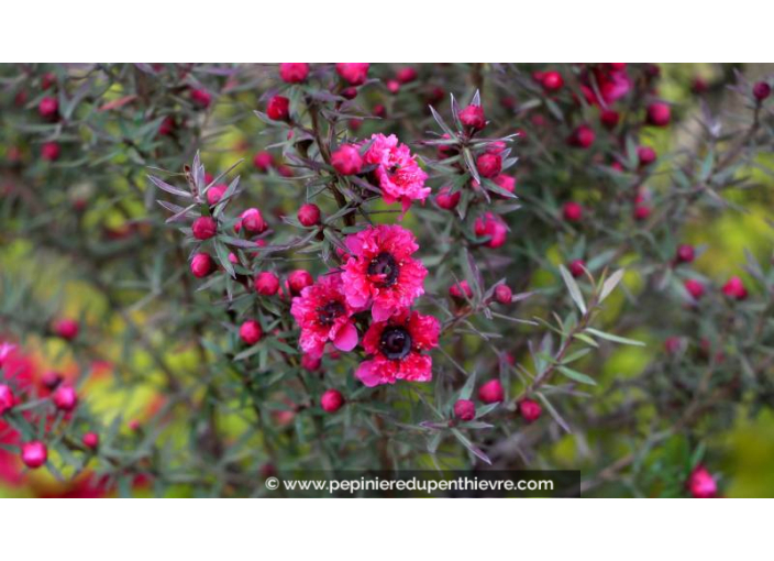 LEPTOSPERMUM scoparium 'Crimson Glory' - Printemps