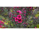 LEPTOSPERMUM scoparium 'Crimson Glory' - Printemps