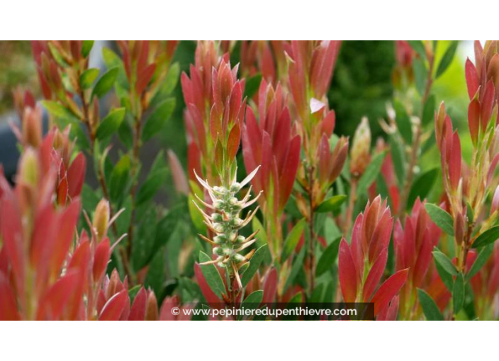 CALLISTEMON viminalis 'Inferno' - Printemps