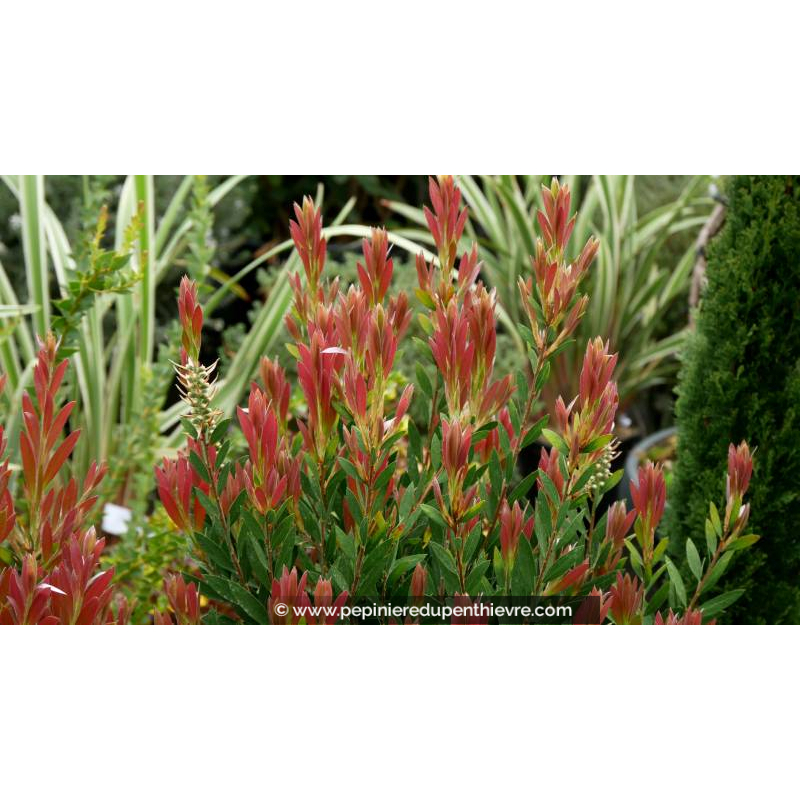 CALLISTEMON viminalis 'Inferno' - Printemps