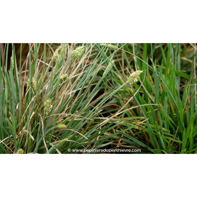 SESLERIA nitida - Printemps
