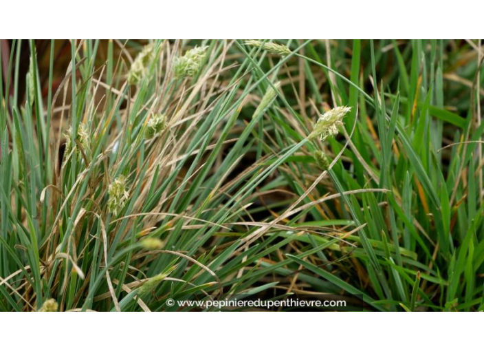 SESLERIA nitida - Printemps