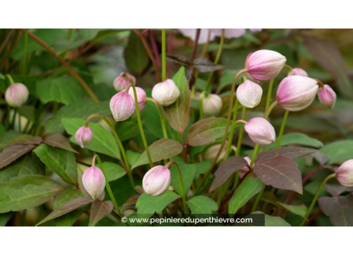 CLEMATIS montana 'Tetrarose' - Printemps