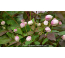 CLEMATIS montana 'Tetrarose' - Printemps