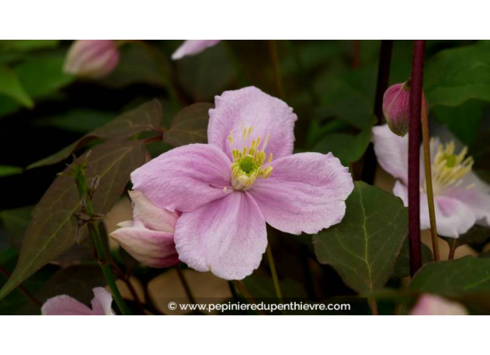 CLEMATIS montana 'Tetrarose' - Printemps