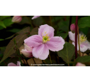CLEMATIS montana 'Tetrarose' - Printemps
