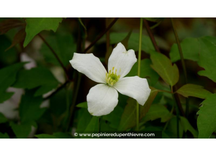 CLEMATIS montana 'Grandiflora' - Printemps