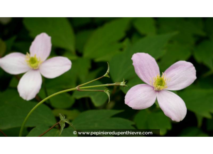 CLEMATIS montana 'Rubens' - Printemps