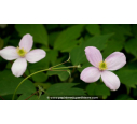 CLEMATIS montana 'Rubens' - Printemps