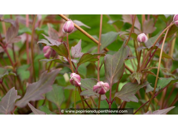 CLEMATIS montana 'Broughton Star' - Printemps