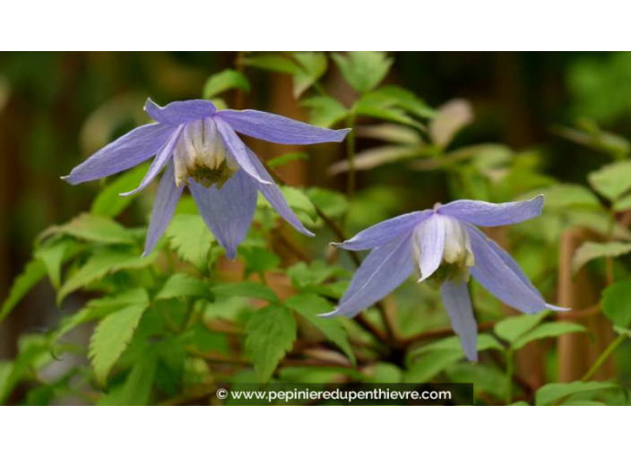 CLEMATIS alpina