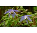 CLEMATIS alpina