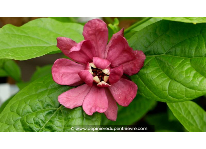 CALYCANTHUS 'Hartlage Wine' - Printemps