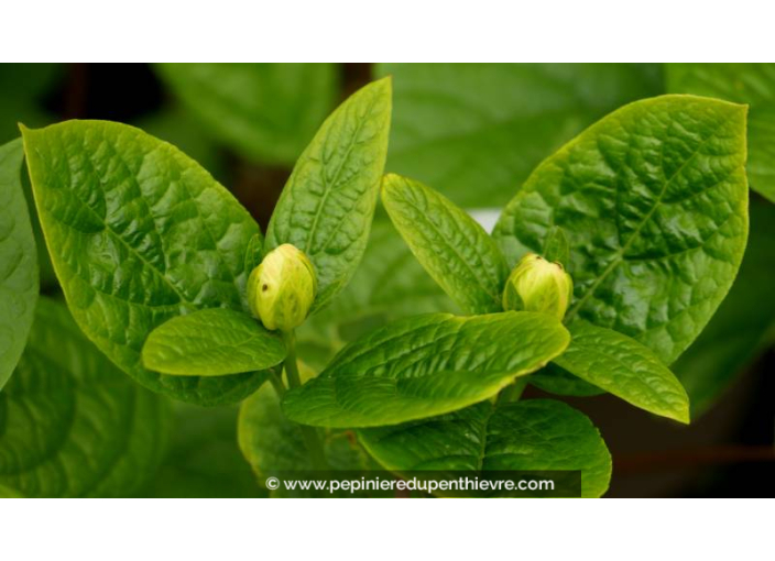 CALYCANTHUS 'Venus' - Printemps