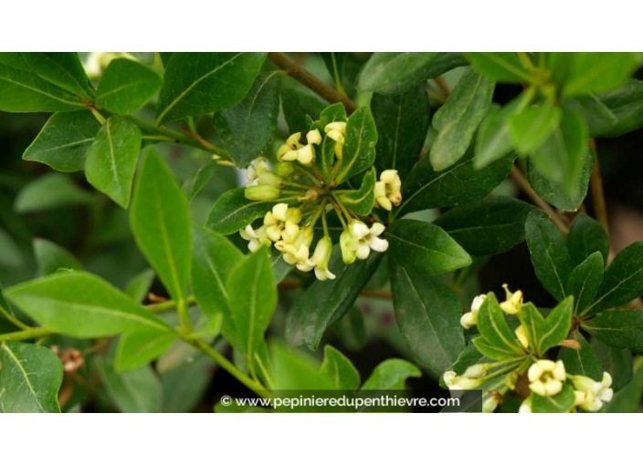 PITTOSPORUM heterophyllum - Printemps PITTOSPORUM heterophyllum - Printemps