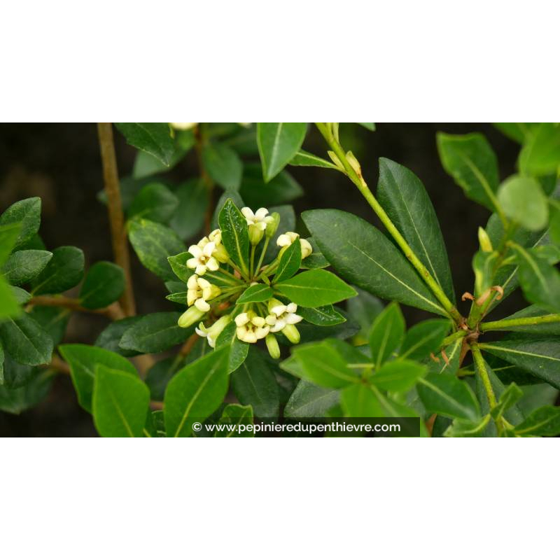 PITTOSPORUM heterophyllum - Printemps