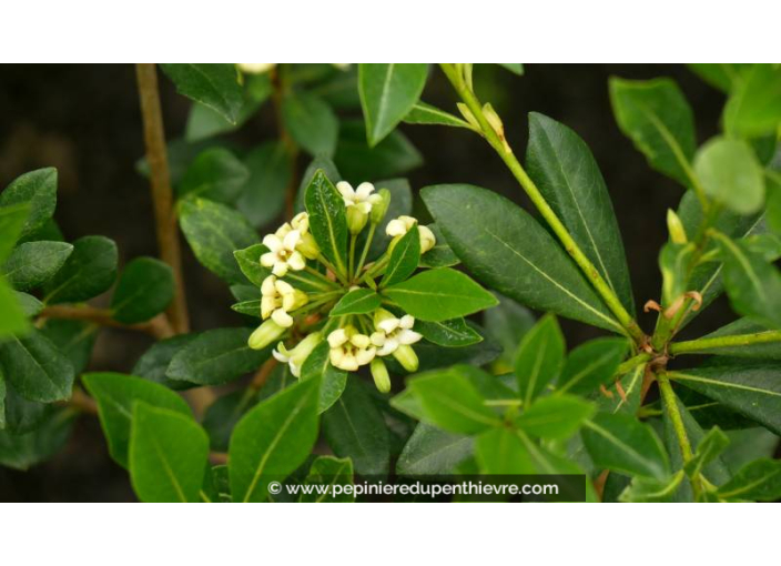 PITTOSPORUM heterophyllum - Printemps