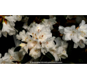 RHODODENDRON nain 'Dora Amateis' (blanc) - Printemps RHODODENDRON nain 'Dora Amateis' (blanc) - Printemps