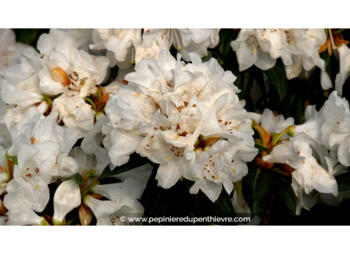 RHODODENDRON nain 'Dora Amateis' (blanc) - Printemps RHODODENDRON nain 'Dora Amateis' (blanc) - Printemps