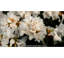 RHODODENDRON nain 'Dora Amateis' (blanc) - Printemps RHODODENDRON nain 'Dora Amateis' (blanc) - Printemps
