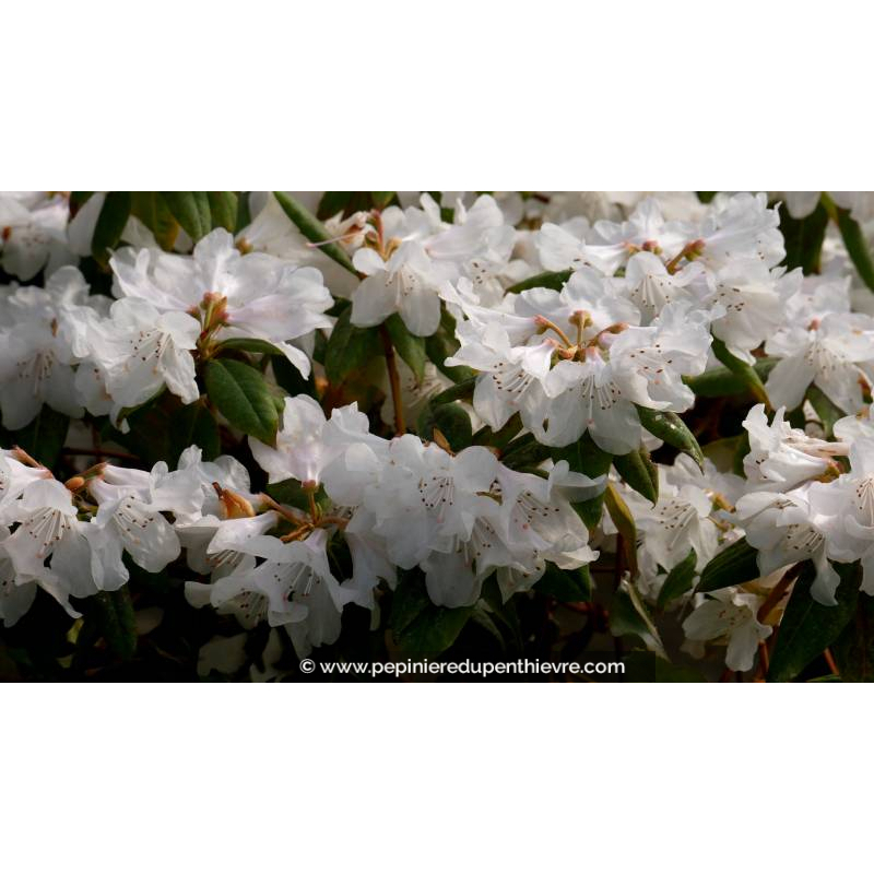 RHODODENDRON nain 'Dora Amateis' (blanc) - Printemps