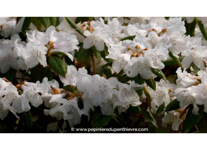 RHODODENDRON nain 'Dora Amateis' (blanc) - Printemps
