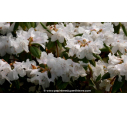RHODODENDRON nain 'Dora Amateis' (blanc) - Printemps RHODODENDRON nain 'Dora Amateis' (blanc) - Printemps