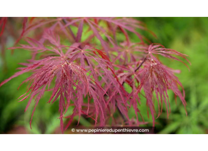 ACER palmatum 'Garnet' - Printemps ACER palmatum 'Garnet' - Printemps
