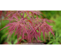 ACER palmatum 'Garnet' - Printemps ACER palmatum 'Garnet' - Printemps